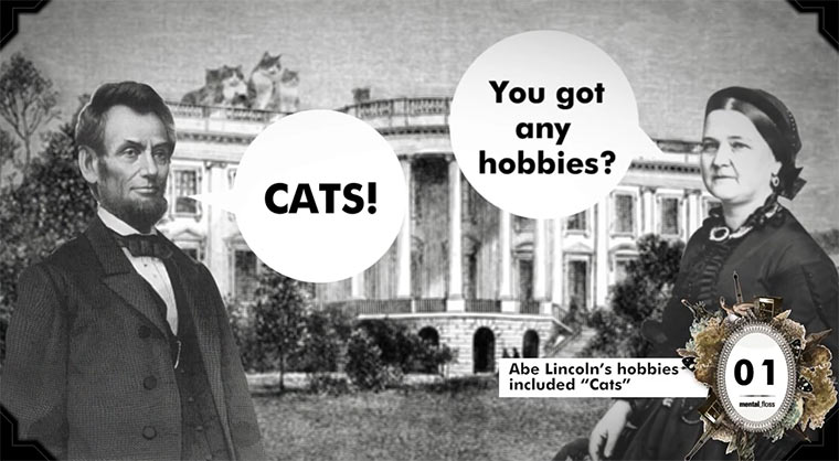 36 Fakten über Katzen