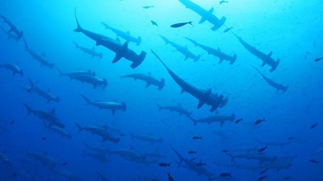 Tauchen bei den Galapagosinseln