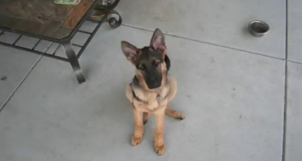 Timelapse: Ein Schäferhundwelpe wächst