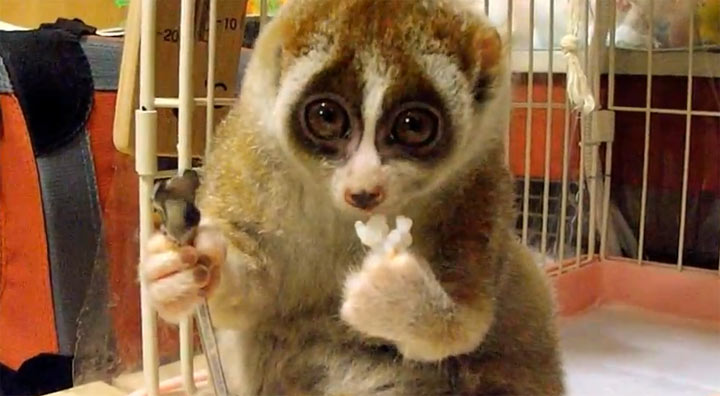 Süß ins Wochenende: Slow Loris-Baby isst Reiskugel
