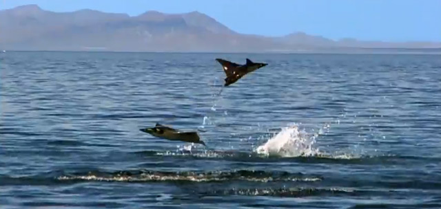 Fliegende Teufelsrochen