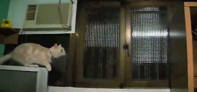 Cat Fail Compilation