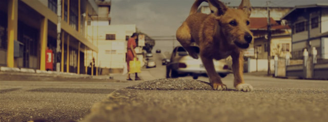 Die Abenteuer eines Straßenhundes