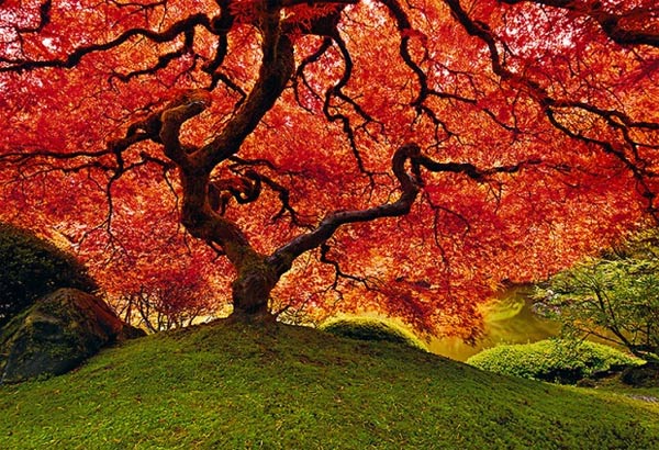 Landschafts-Fotografie: Peter Lik