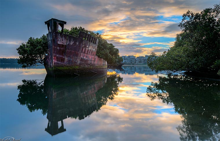 102 Jahre altes Schiffswrack wird zum Wald