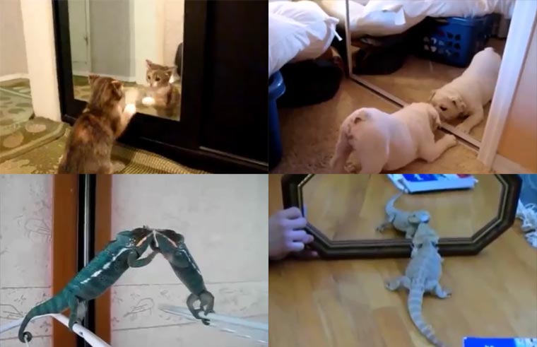Compilation: Tiere entdecken ihr Spiegelbild