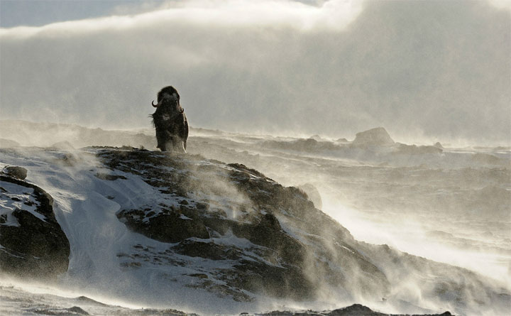 Wildlife-Fotografie: Vincent Munier