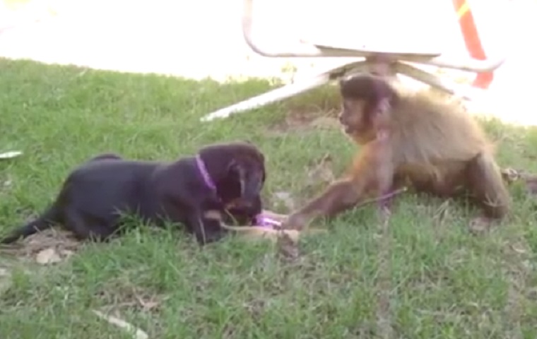 Gib dem Affen lieber keinen Zucker