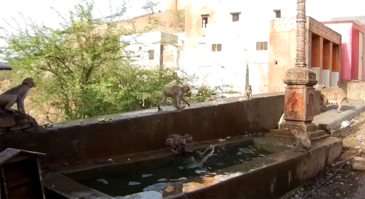 Cool: Arschbombenaffen