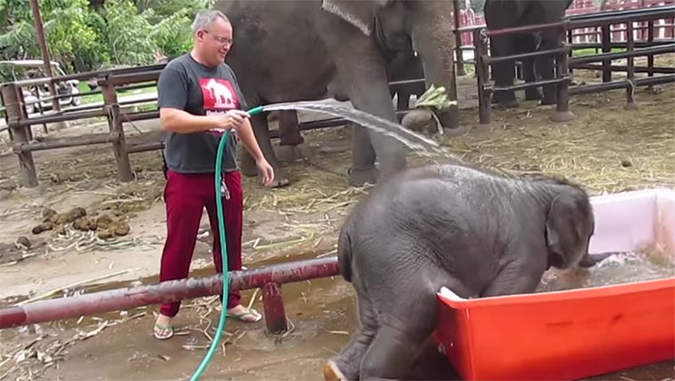 Baby-Elefant nimmt ein Bad