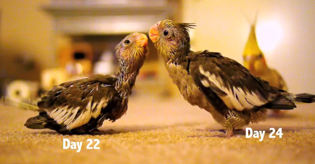 Die ersten 30 Tage im Leben zweier Nymphensittiche