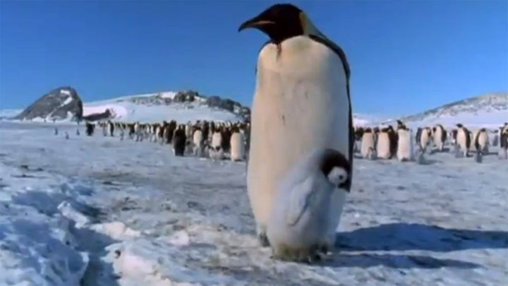 Awww: ersten Schritte eines Baby-Pinguins
