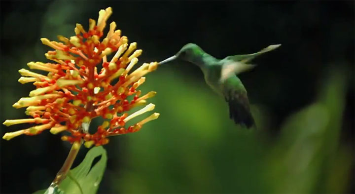 Slowmotion: Die Schönheit der Besamung