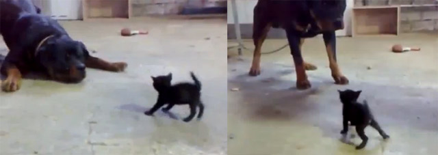stämmiger Großhund vs. zerbrechliches Baby-Kätzchen