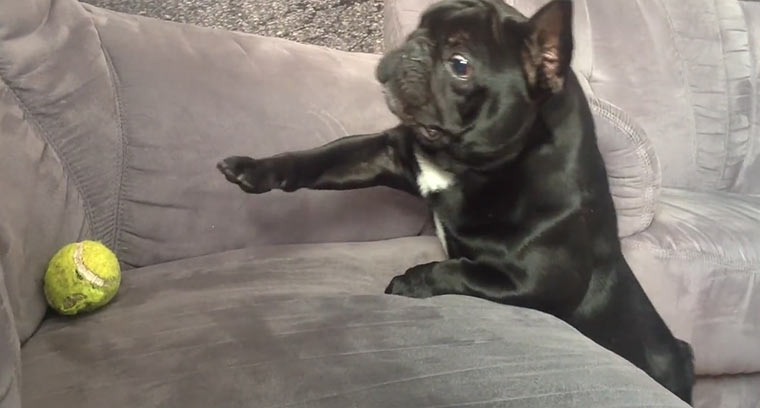 Bulldogge kann Tennisball nicht erreichen