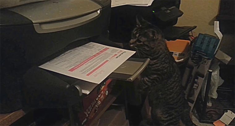 Katze benötigt ganz dringend Ausdruck für Business-Termin