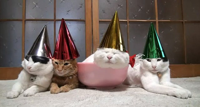 Sleepy cats with party hats