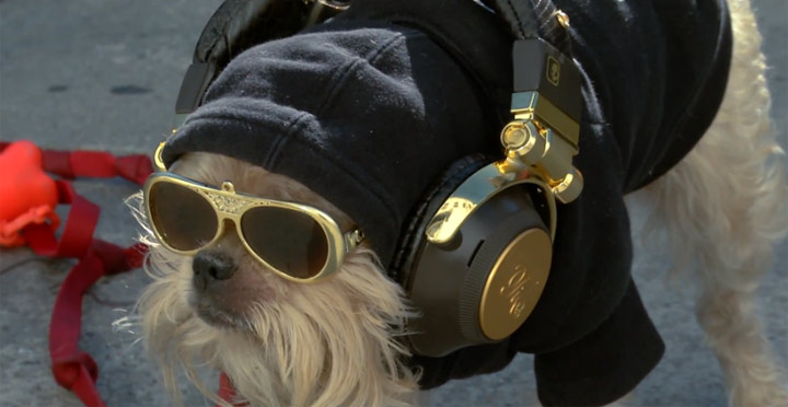 Straßenumfrage: Wie finden Hunde einen Song?