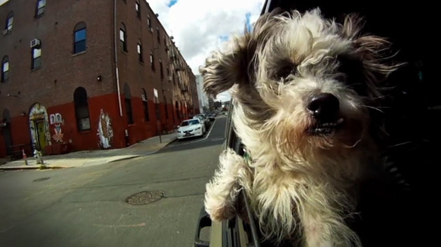 Slowmotion: Hundeköpfe aus dem Autofenster