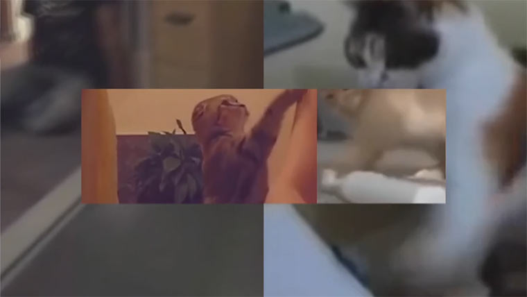 Eclectic Method – Cats