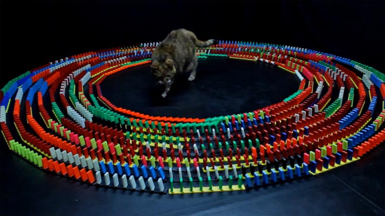 Katze vs. Dominosteine