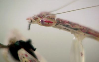 Transparente Gottesanbeterin isst Fliege