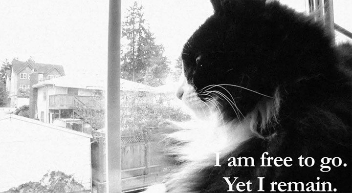 Tag einer Katze als French Art Movie