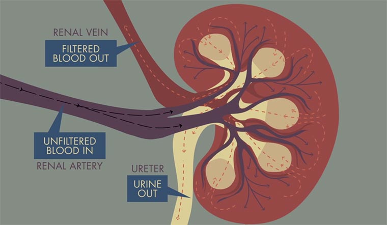 Wie funktionieren Nieren? how-do-kidneys-work 