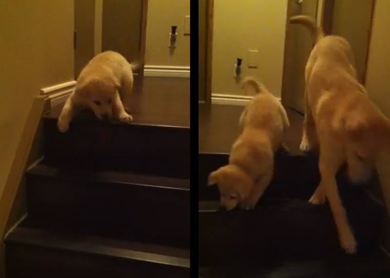 Hund zeigt Welpe, wie man die Treppe herunter geht