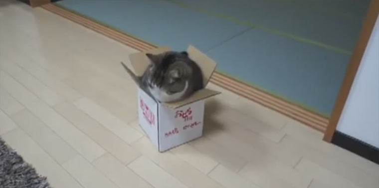 Compilation: Tiere in Kartons