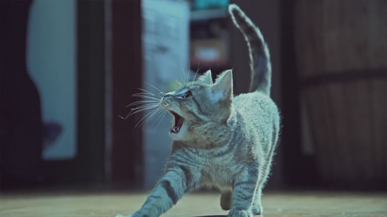 Katzen kämpfen um Socken