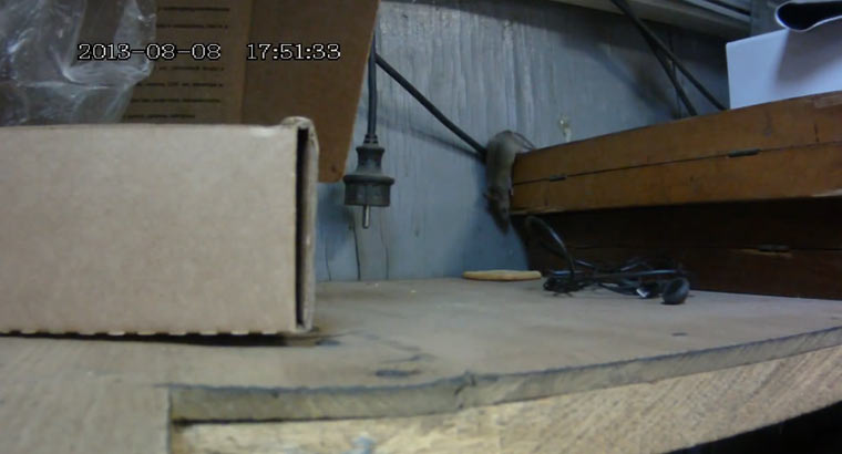 Fail der Woche: Die Maus und der Cracker