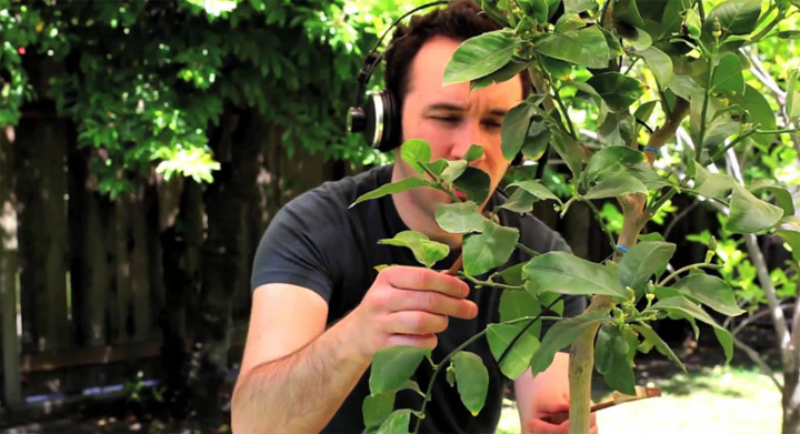 Soundsampling: Music from Nature