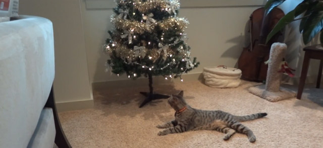 Blinder Kater Oskar und sein erster Weihnachtsbaum