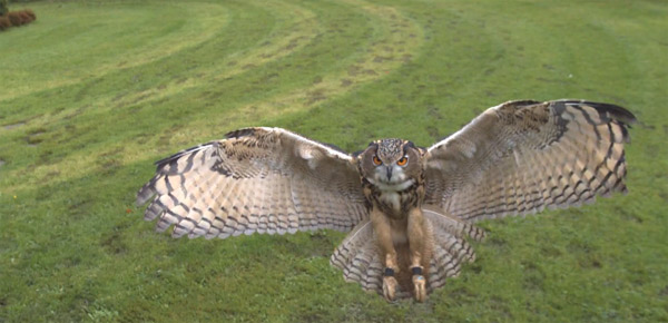 Owlmotion: Adlereulen-Greifflug in 1.000 fps