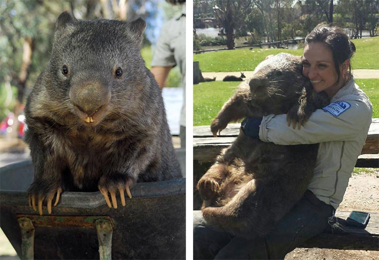 Das größte Wombat der Welt patrick-wombat_03 