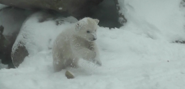 Extra Fluff: Eisbärchen trifft das erste Mal auf Schnee