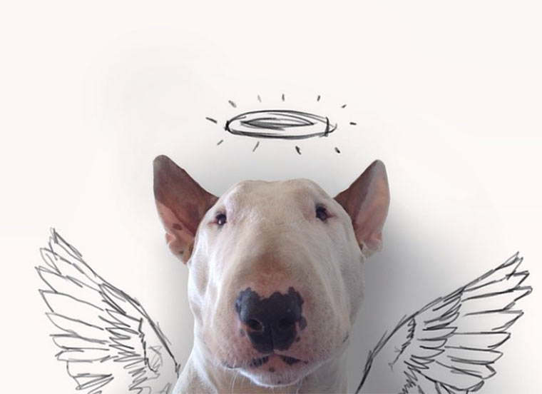 Bullterrier kreativ in Szene gesetzt