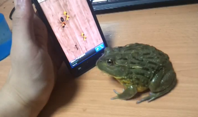 Kröte spielt auf dem Smartphone