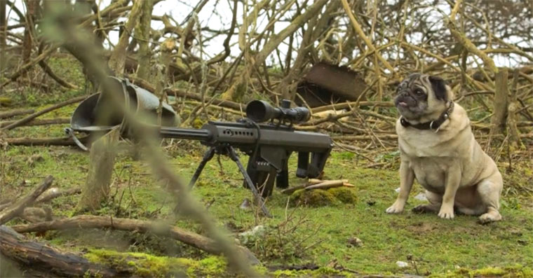 Scharfschützen-Mops