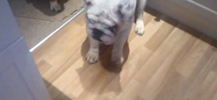 stepptanzende Bulldogge