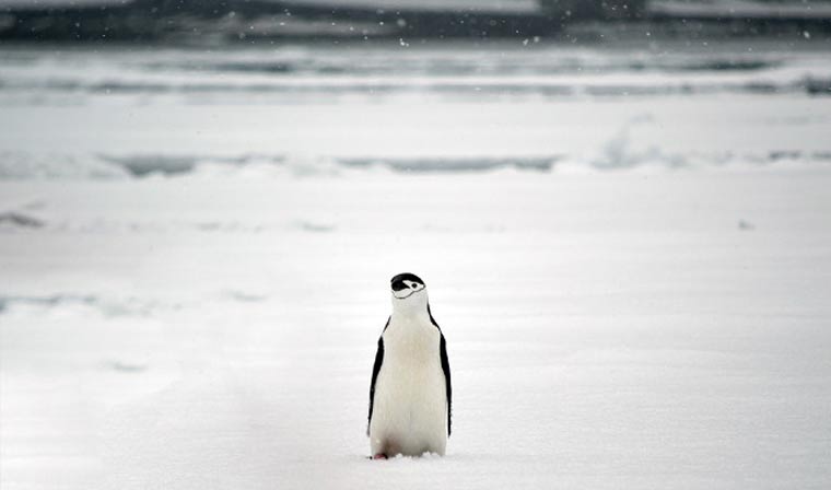 Antarctica : Tales of Ice