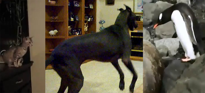 Tierischer Wochenstart: Arschlochkind-Pinguin, Pferde-Dogge und Catjump-Fail