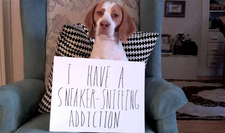 Ultimate Dog Shaming