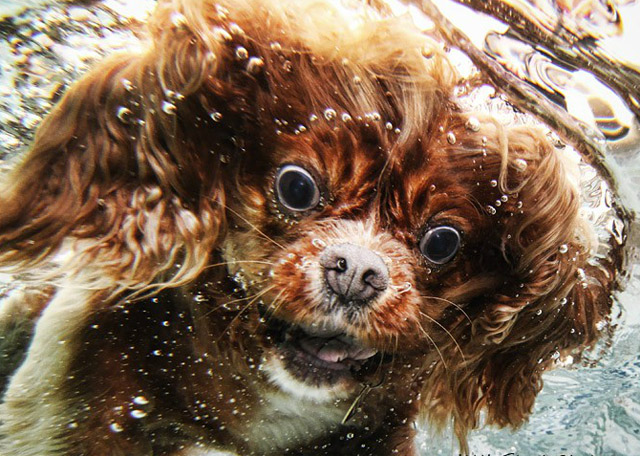 Fotografie: Tauchende Hunde