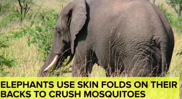 Useless But Awesome Facts