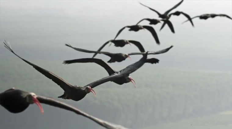 Warum fliegen Vögel eigentlich in V-Formation?