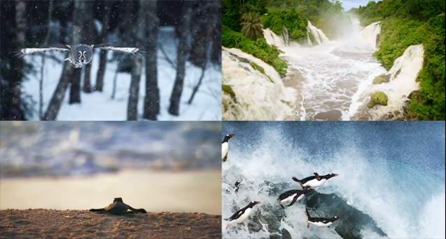 Das Leben ist schön!