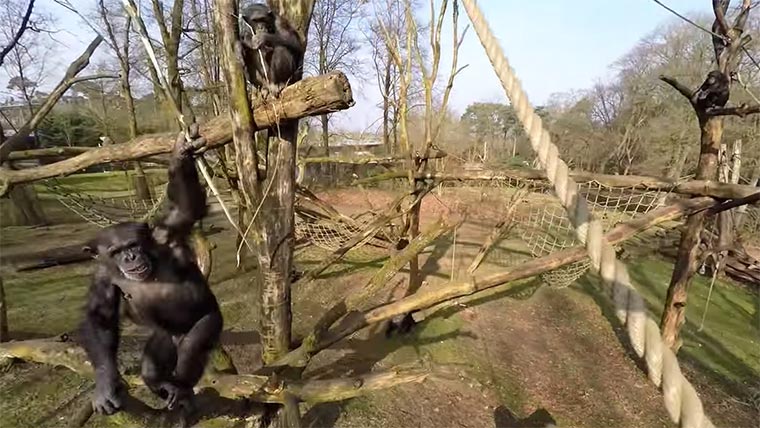 Schimpansen mögen keine Kameradrohnen Chimpansees_GoPro 