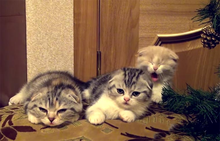 Katzen lassen sich von Gähnen anstecken contagious-kitty-yawning 